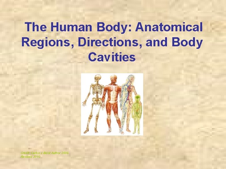 The Human Body: Anatomical Regions, Directions, and Body Cavities Credit: Carlos J Bidot Author