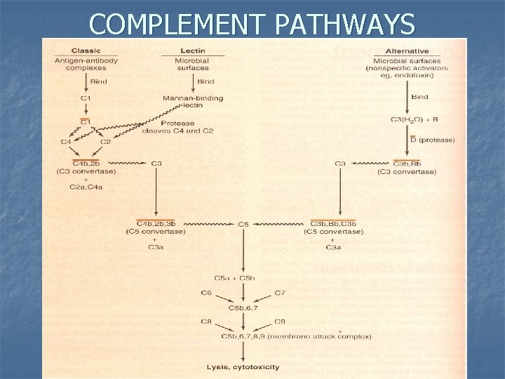 Introduction of Immunology CLINICAL APPLICATIONS OF IMMUNOLOGY 1