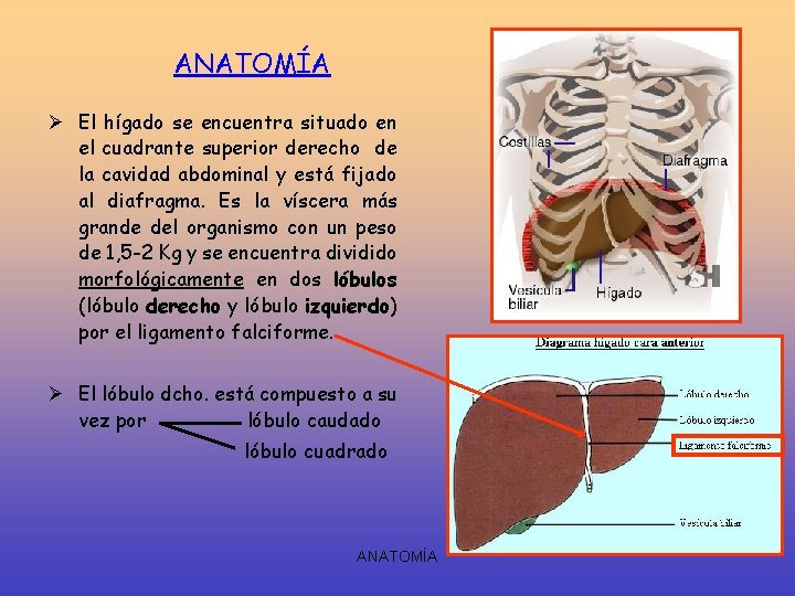 ANATOMÍA Ø El hígado se encuentra situado en el cuadrante superior derecho de la