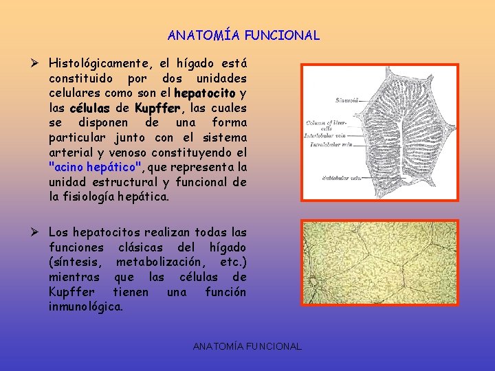 ANATOMÍA FUNCIONAL Ø Histológicamente, el hígado está constituido por dos unidades celulares como son