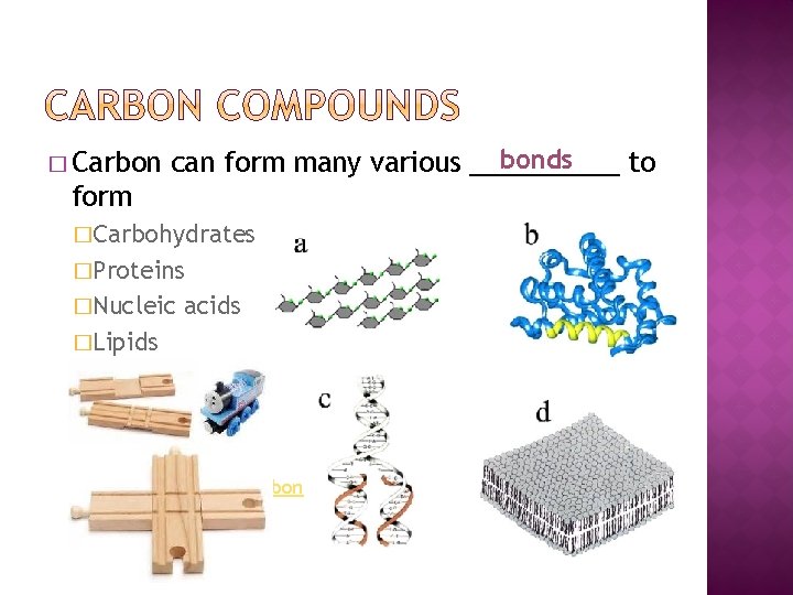 � Carbon bonds can form many various _____ to form �Carbohydrates �Proteins �Nucleic acids