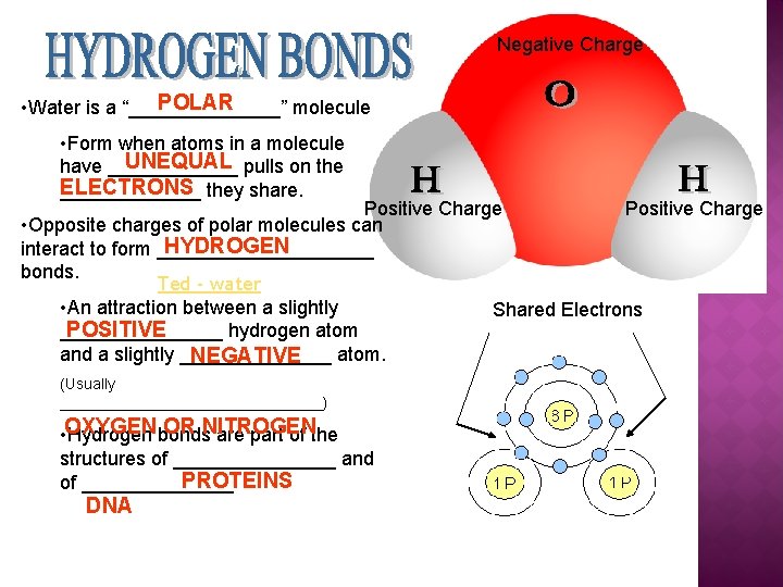 Negative Charge POLAR • Water is a “_______” molecule • Form when atoms in