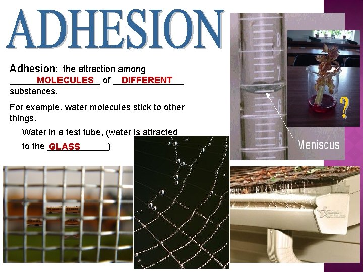 Adhesion: the attraction among _________ MOLECULES of _______ DIFFERENT substances. For example, water molecules