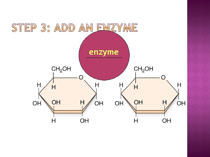 enzyme 