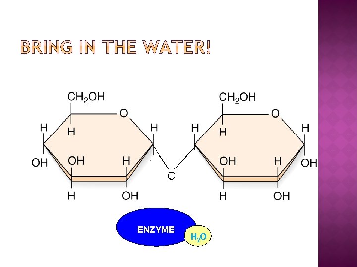 ENZYME H 2 O 