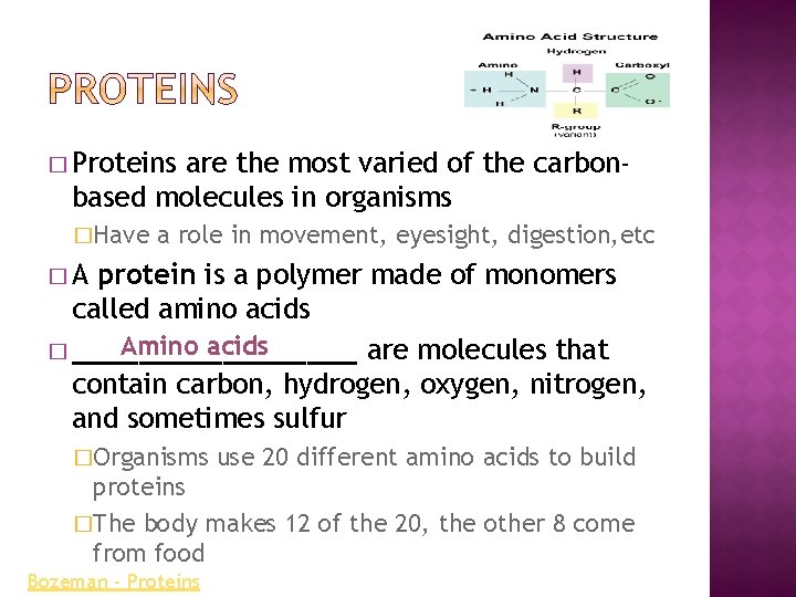 � Proteins are the most varied of the carbonbased molecules in organisms �Have a