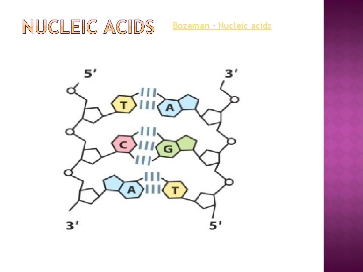 Bozeman – Nucleic acids 
