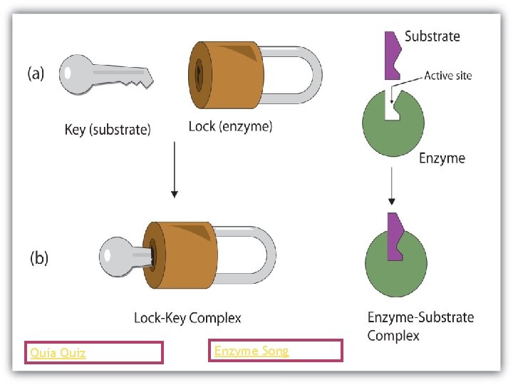 Quia Quiz Enzyme Song 