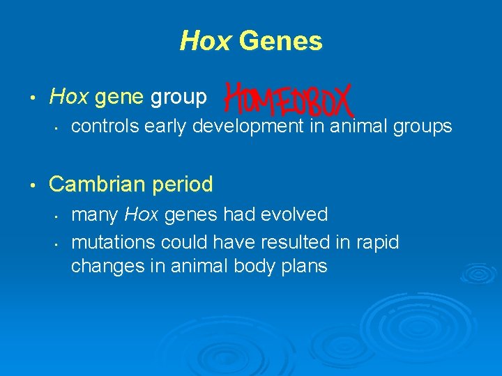 Hox Genes • Hox gene group • • controls early development in animal groups