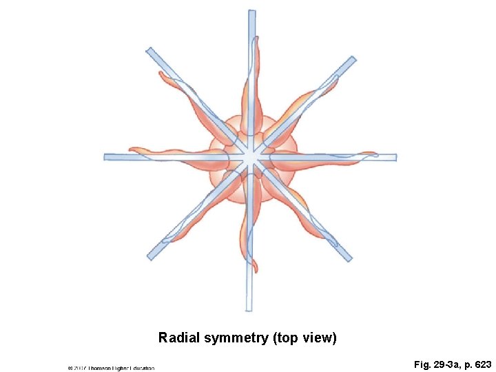 Radial symmetry (top view) Fig. 29 -3 a, p. 623 
