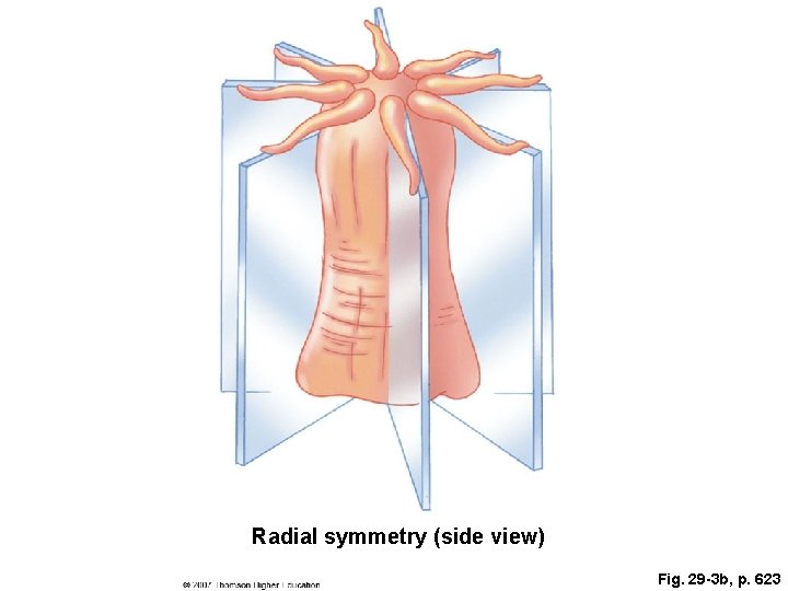 Radial symmetry (side view) Fig. 29 -3 b, p. 623 