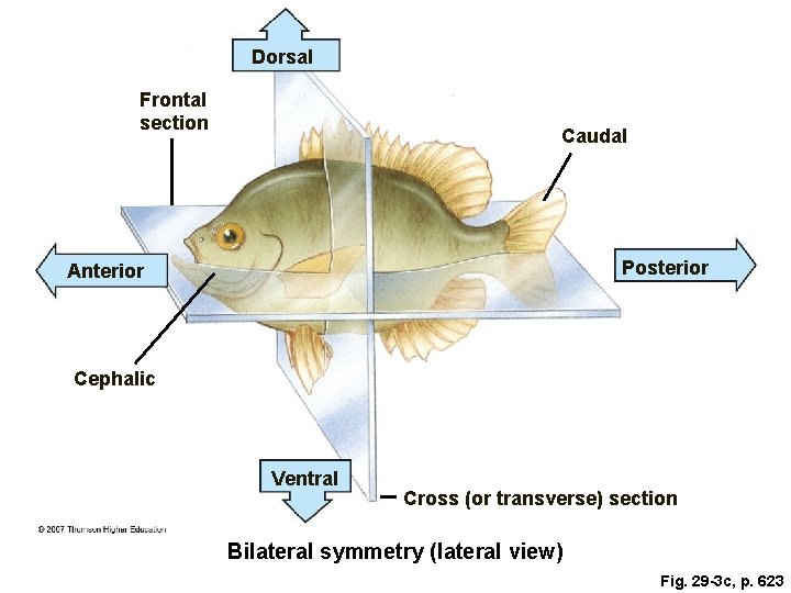 Dorsal Frontal section Caudal Posterior Anterior Cephalic Ventral Cross (or transverse) section Bilateral symmetry