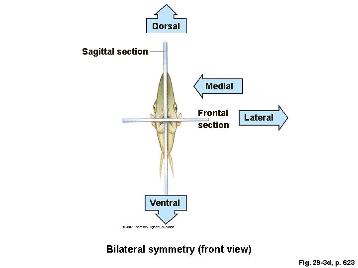 Dorsal Sagittal section Medial Frontal section Lateral Ventral Bilateral symmetry (front view) Fig. 29