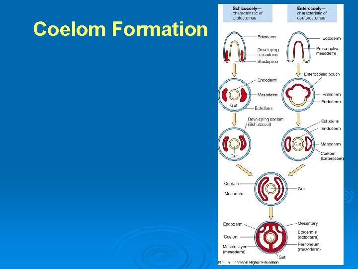 Coelom Formation 