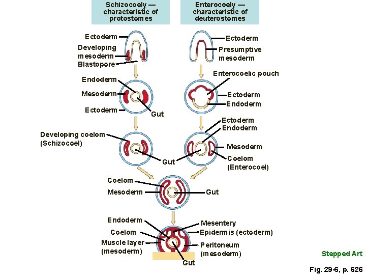Schizocoely — characteristic of protostomes Enterocoely — characteristic of deuterostomes Ectoderm Developing mesoderm Blastopore