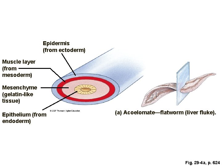 Epidermis (from ectoderm) Muscle layer (from mesoderm) Mesenchyme (gelatin-like tissue) Epithelium (from endoderm) (a)