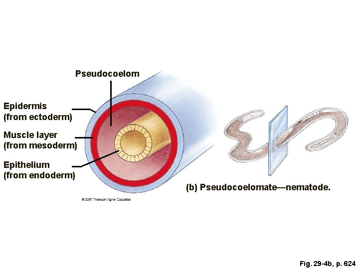 Pseudocoelom Epidermis (from ectoderm) Muscle layer (from mesoderm) Epithelium (from endoderm) (b) Pseudocoelomate—nematode. Fig.