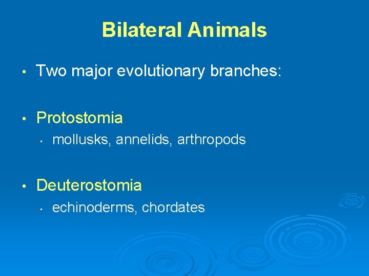 Bilateral Animals • Two major evolutionary branches: • Protostomia • • mollusks, annelids, arthropods