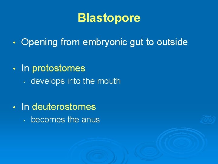 Blastopore • Opening from embryonic gut to outside • In protostomes • • develops