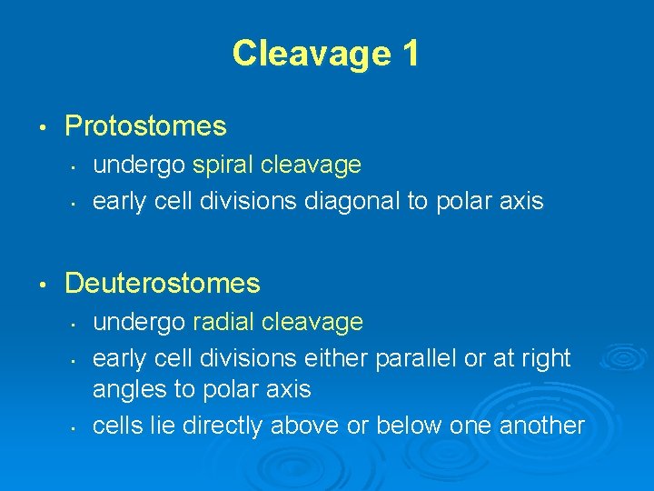 Cleavage 1 • Protostomes • • • undergo spiral cleavage early cell divisions diagonal