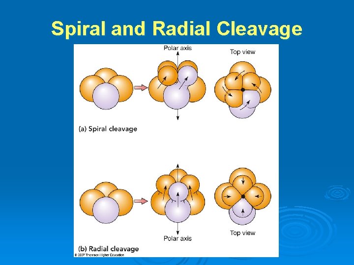 Spiral and Radial Cleavage 