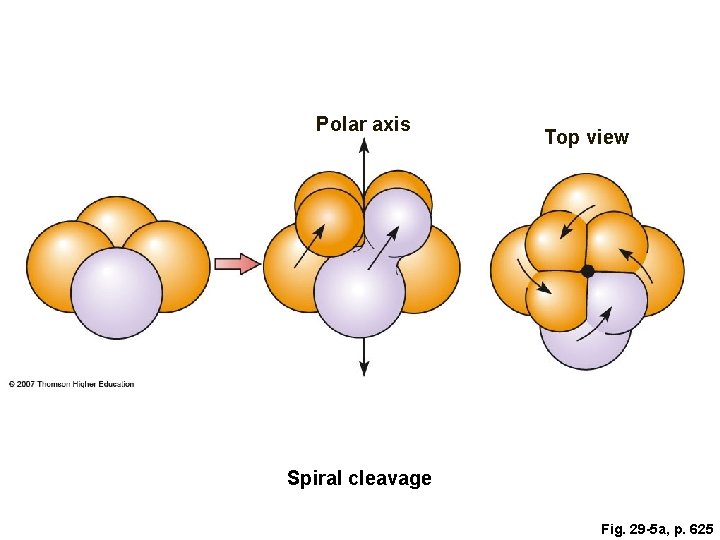 Polar axis Top view Spiral cleavage Fig. 29 -5 a, p. 625 