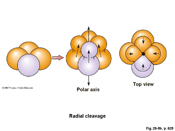 Polar axis Top view Radial cleavage Fig. 29 -5 b, p. 625 