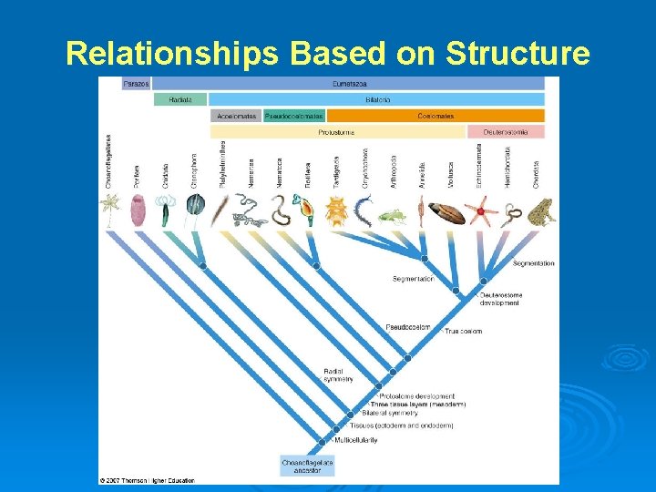 Relationships Based on Structure 