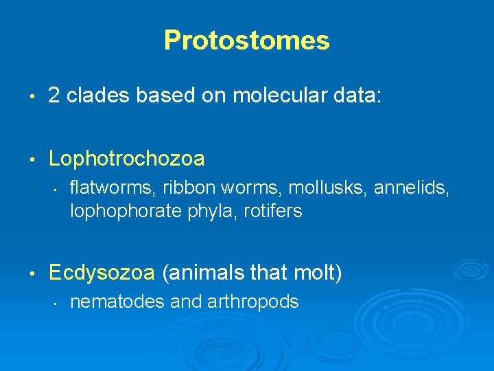 Protostomes • 2 clades based on molecular data: • Lophotrochozoa • • flatworms, ribbon