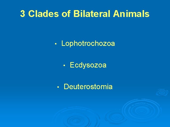 3 Clades of Bilateral Animals Lophotrochozoa • • • Ecdysozoa Deuterostomia 