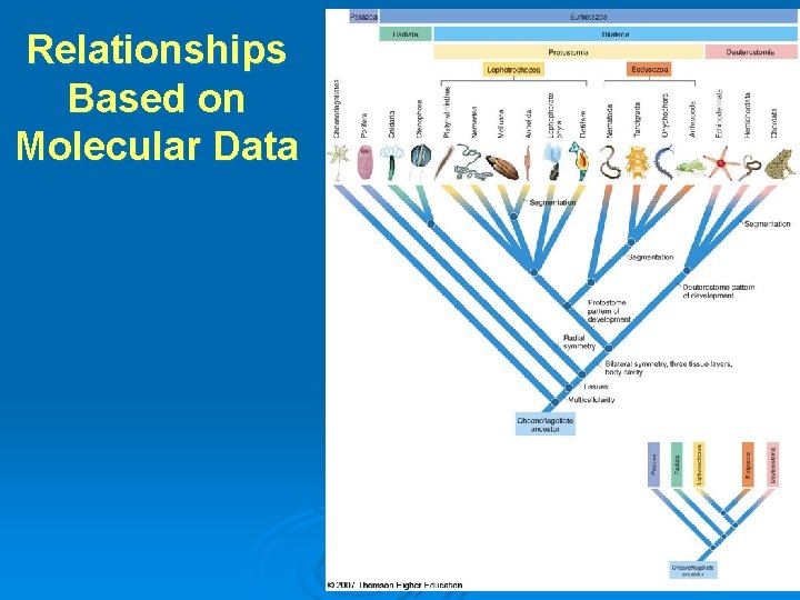 Relationships Based on Molecular Data 