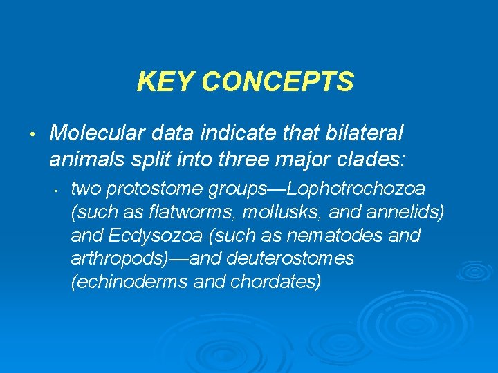 KEY CONCEPTS • Molecular data indicate that bilateral animals split into three major clades: