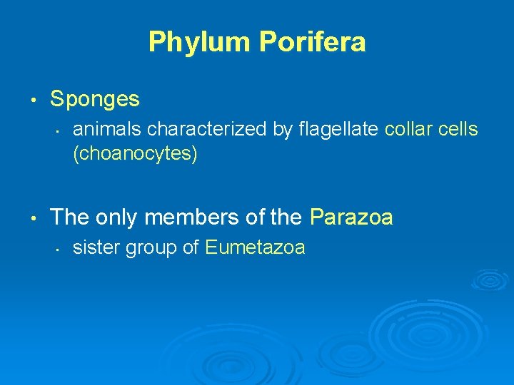 Phylum Porifera • Sponges • • animals characterized by flagellate collar cells (choanocytes) The