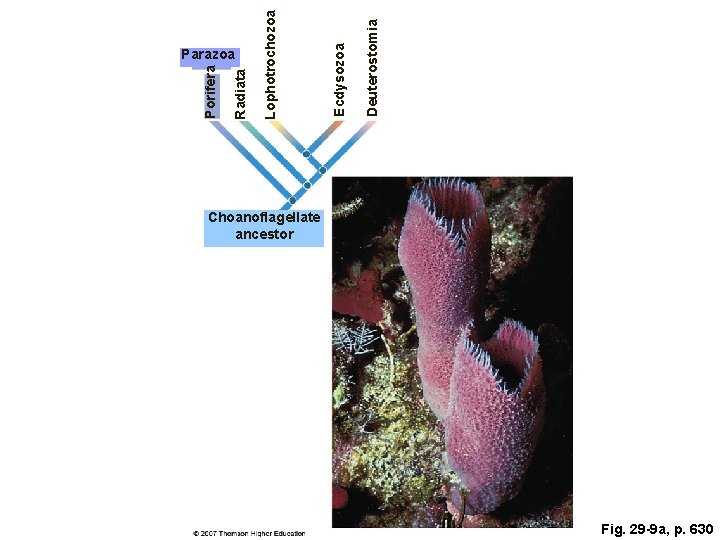 Deuterostomia Ecdysozoa Lophotrochozoa Radiata Porifera Parazoa Choanoflagellate ancestor Fig. 29 -9 a, p. 630
