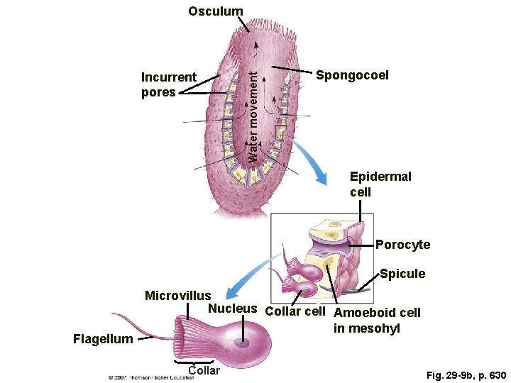 Incurrent pores Water movement Osculum Spongocoel Epidermal cell Porocyte Spicule Flagellum Microvillus Nucleus Collar