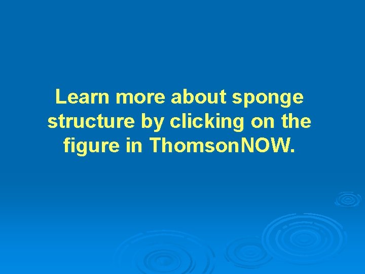 Learn more about sponge structure by clicking on the figure in Thomson. NOW. 
