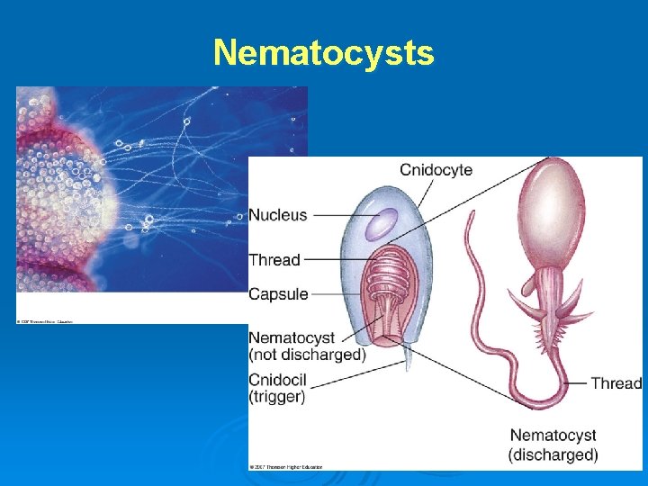 Nematocysts 
