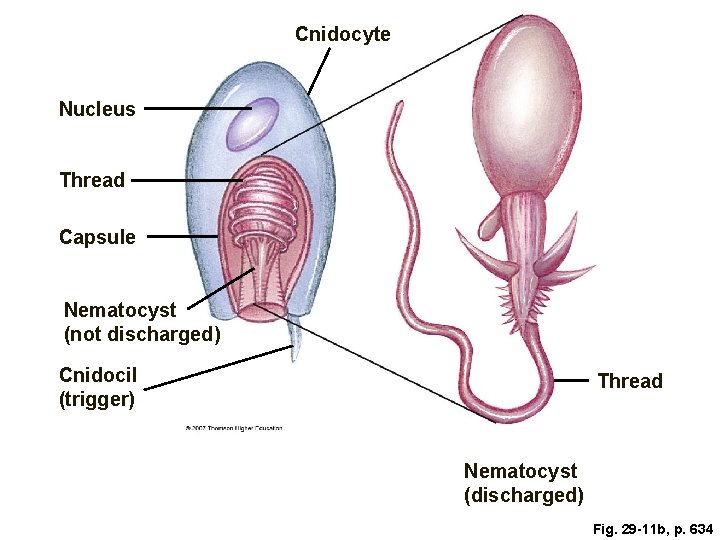 Cnidocyte Nucleus Thread Capsule Nematocyst (not discharged) Cnidocil (trigger) Thread Nematocyst (discharged) Fig. 29