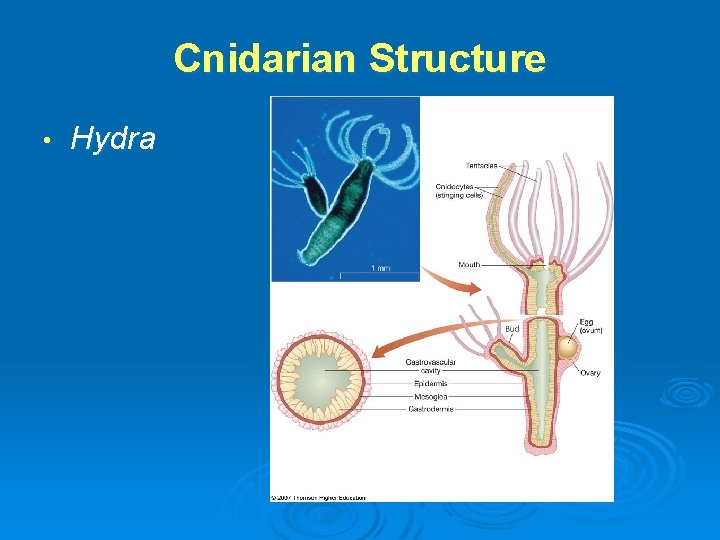 Cnidarian Structure • Hydra 