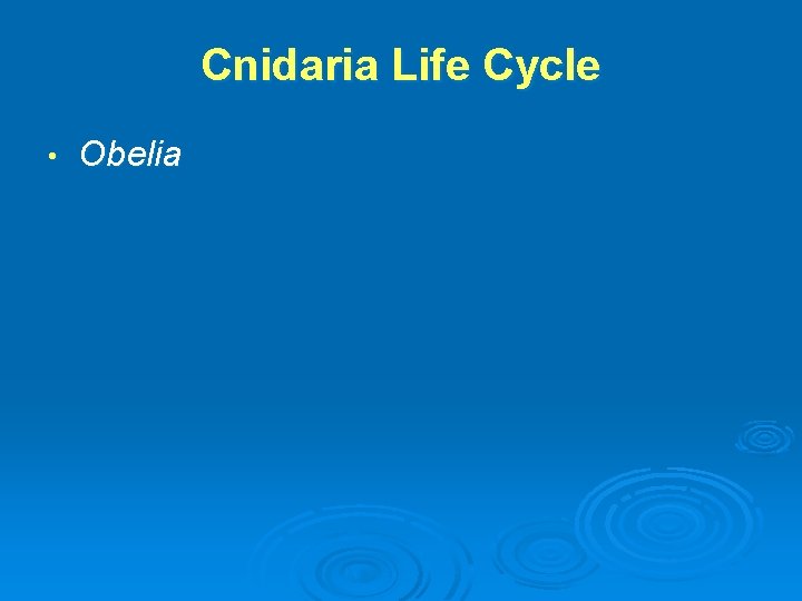Cnidaria Life Cycle • Obelia 