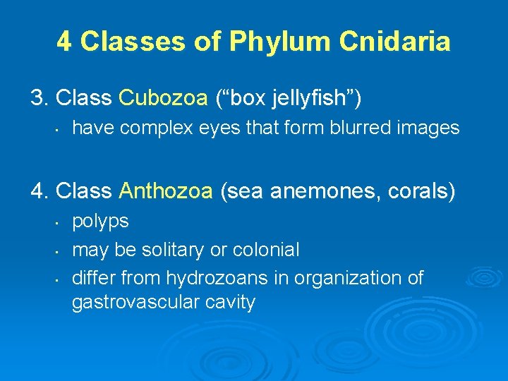 4 Classes of Phylum Cnidaria 3. Class Cubozoa (“box jellyfish”) • have complex eyes
