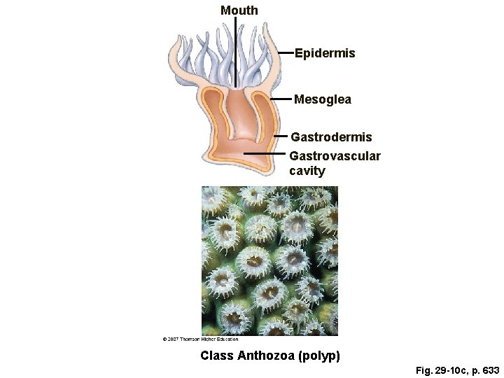 Mouth Epidermis Mesoglea Gastrodermis Gastrovascular cavity Class Anthozoa (polyp) Fig. 29 -10 c, p.