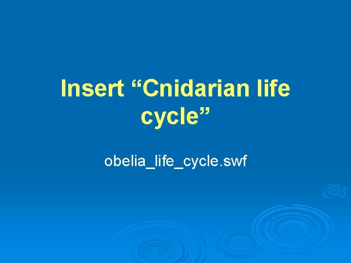 Insert “Cnidarian life cycle” obelia_life_cycle. swf 