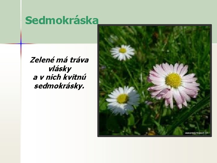 Sedmokráska Zelené má tráva vlásky a v nich kvitnú sedmokrásky. 