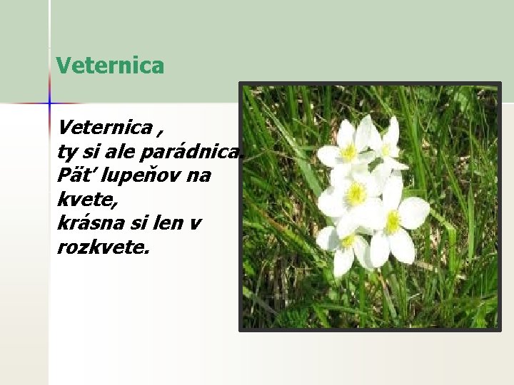 Veternica , ty si ale parádnica. Päť lupeňov na kvete, krásna si len v