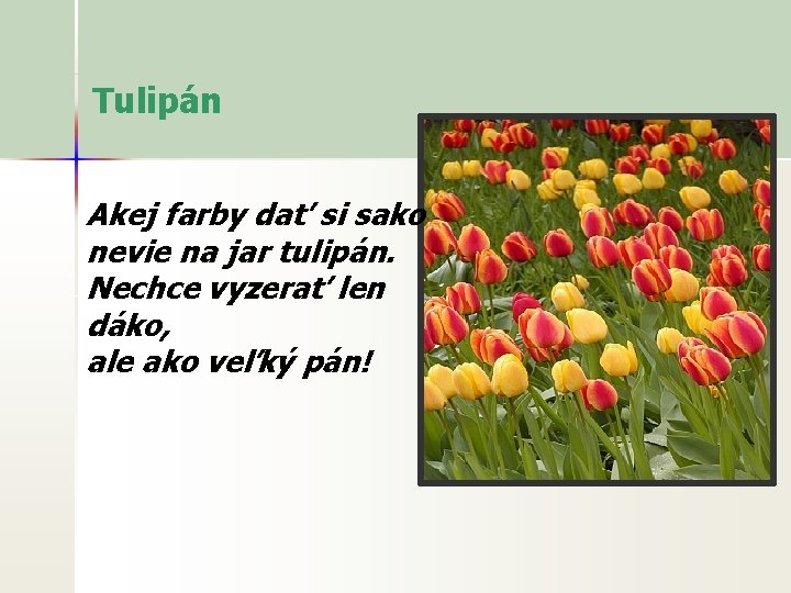 Tulipán Akej farby dať si sako nevie na jar tulipán. Nechce vyzerať len dáko,