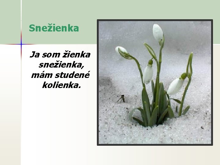 Snežienka Ja som žienka snežienka, mám studené kolienka. 