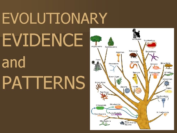 EVOLUTIONARY EVIDENCE and PATTERNS 