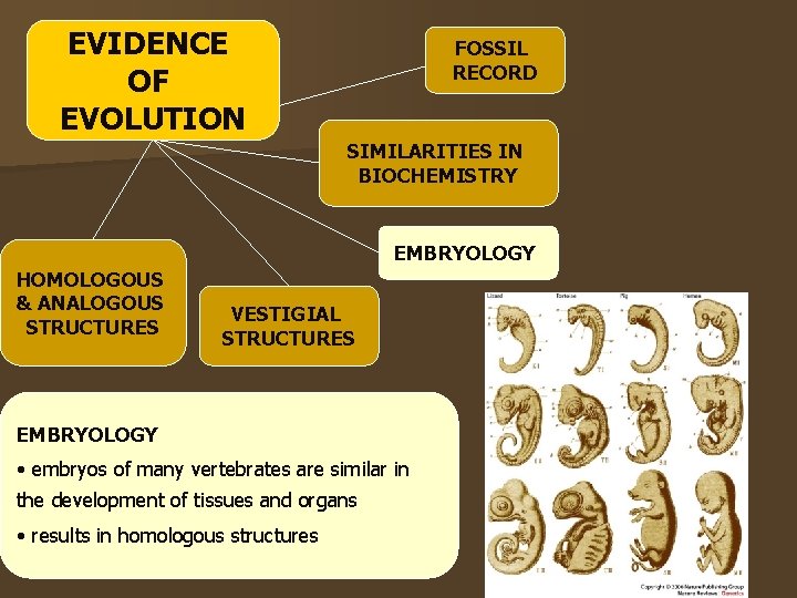 EVIDENCE OF EVOLUTION FOSSIL RECORD SIMILARITIES IN BIOCHEMISTRY EMBRYOLOGY HOMOLOGOUS & ANALOGOUS STRUCTURES VESTIGIAL