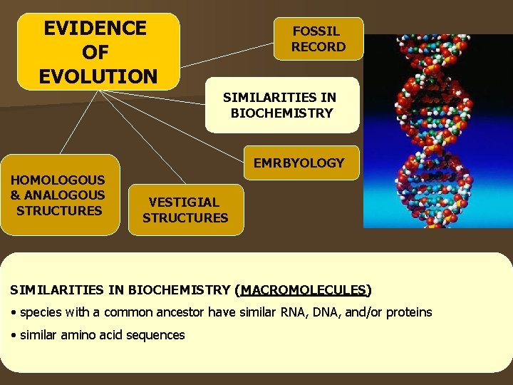 EVIDENCE OF EVOLUTION FOSSIL RECORD SIMILARITIES IN BIOCHEMISTRY EMRBYOLOGY HOMOLOGOUS & ANALOGOUS STRUCTURES VESTIGIAL